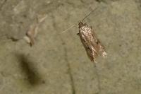Borkhausenia nefrax