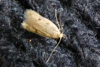 Borkhausenia nefrax