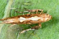 Calybites phasianipennella