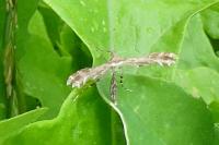 Oxyptilus