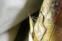 Coleophora