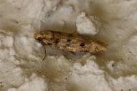 Bryotropha domestica
