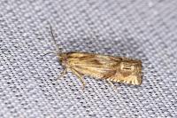 Eucosma aspidiscana