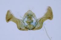 Eucosma aspidiscana