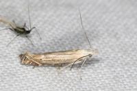 Isophrictis anthemidella