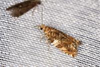 Epinotia abbreviana