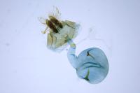 Epinotia abbreviana