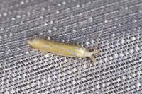 Coleophora vibicella
