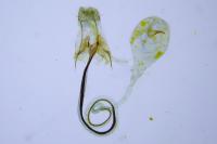 Coleophora vibicella