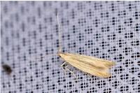 Coleophora peribenanderi