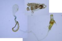 Coleophora peribenanderi