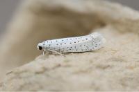 Yponomeuta evonymella