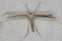 Emmelina monodactyla