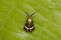 Adela australis