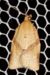 Clepsis consimilana