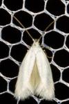 Elachista argentella