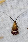 Nemophora dumerilella