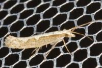 Plutella xylostella