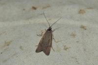 Diurnea lipsiella