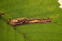 Stigmella lemniscella