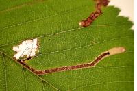 Stigmella ulmivora