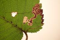 Stigmella ulmivora