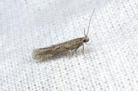 Athrips thymifoliella