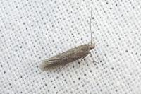 Athrips thymifoliella