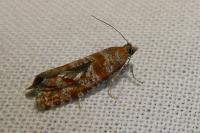Rhyacionia pinivorana/miniatana