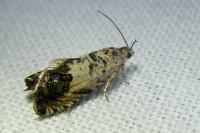 Cydia gr. succedana