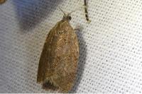 Syndemis musculana