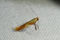 Caloptilia robustella