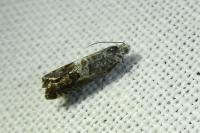 Cydia gr. succedana