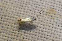 Leucoptera