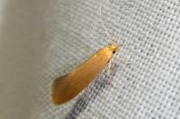 Crassa tinctella