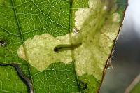 Coptotriche heinemanni