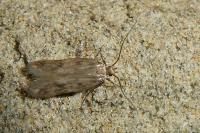 Borkhausenia nefrax