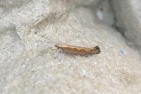 Plutella xylostella
