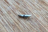 Argyresthia spinosella