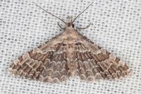 Alucita grammodactyla