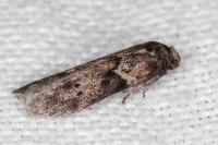 Blastobasis glandulella