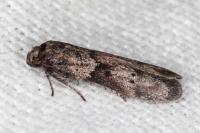 Blastobasis glandulella