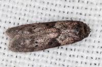 Blastobasis glandulella