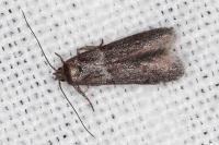 Blastobasis phycidella
