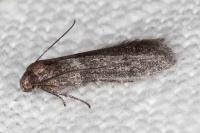 Blastobasis phycidella