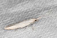 Coleophora