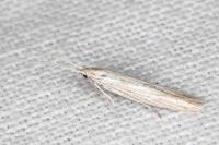 Coleophora