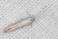Coleophora