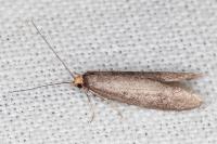 Agnoea