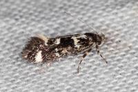 Denisia lutea